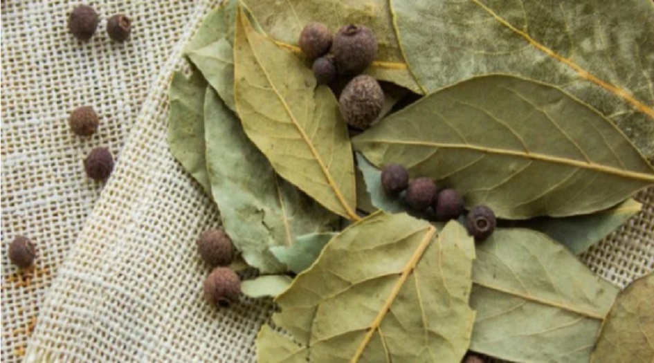 ما لا تعرفونه عن فوائد ورق الغار عند إضافته إلى طعامك