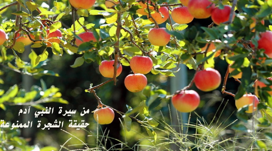 من سيرة النبي آدم(ع)...حقيقة الشجرة الممنوعة...ماذا كانت؟