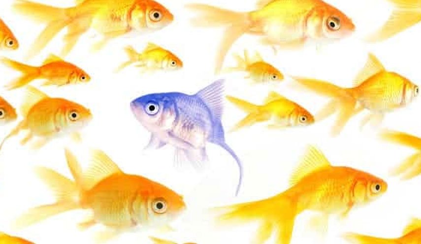 مفاجأة.. بعض أنواع الأسماك تجيد الحساب!