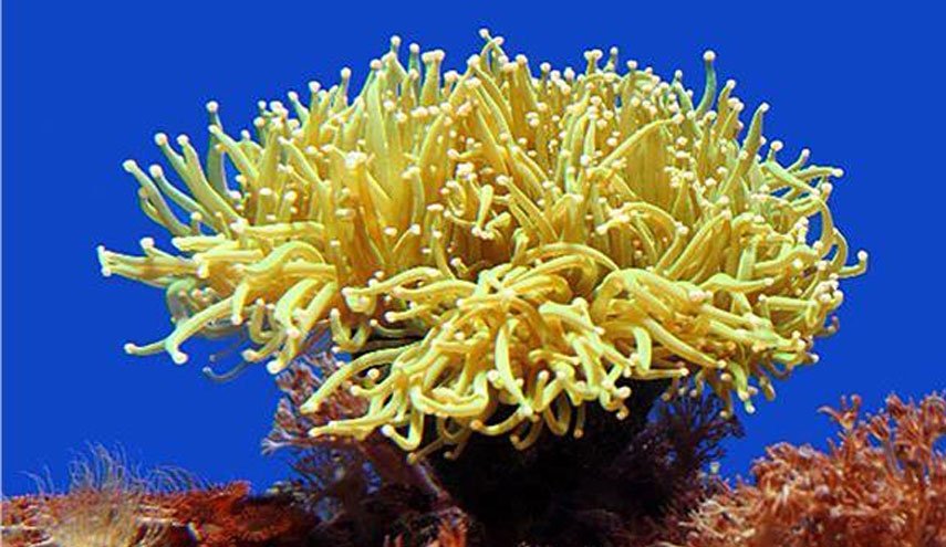 علماء يكتشفون وجود صلة وراثية غريبة بين البشر وشقائق النعمان