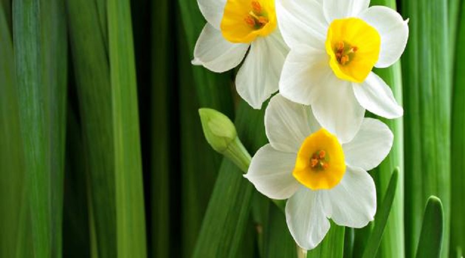 أزهار النرجس قد تكون مفتاح مكافحة مرض ألزهايمر