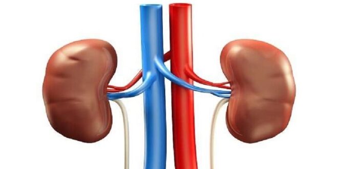 طبيب: الاستيقاظ المتكرر ليلا أحد أعراض أمراض الكلى