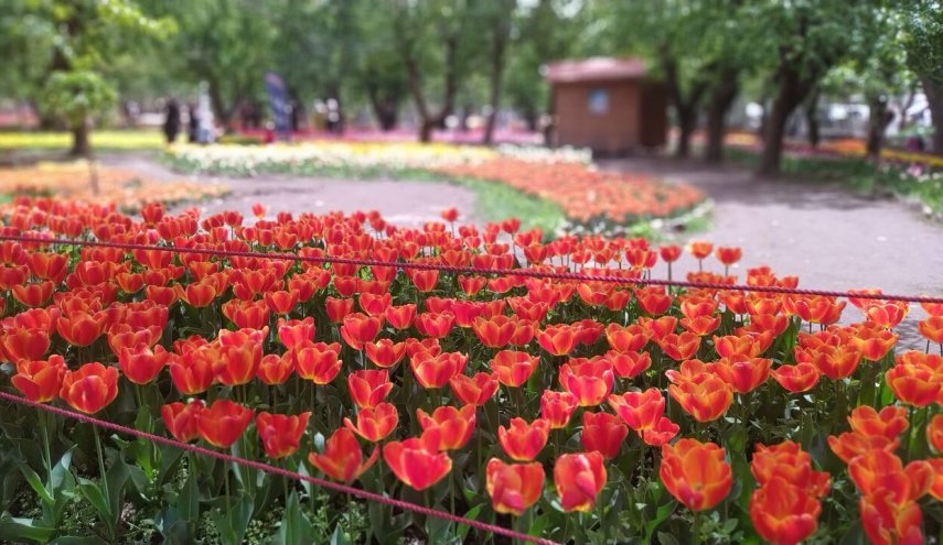  شاهد..بالصور مهرجان أزهار التوليب في إيران 