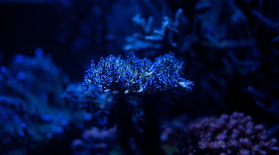  باحثون يطورون آلية لتوليد الكهرباء من "الطحالب الزرقاء" 