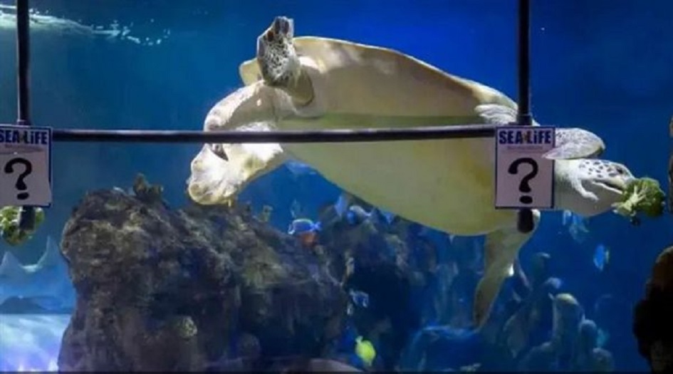 على خطى الأخطبوط.. سلحفاة تتوقع بطل نهائي أوروبا