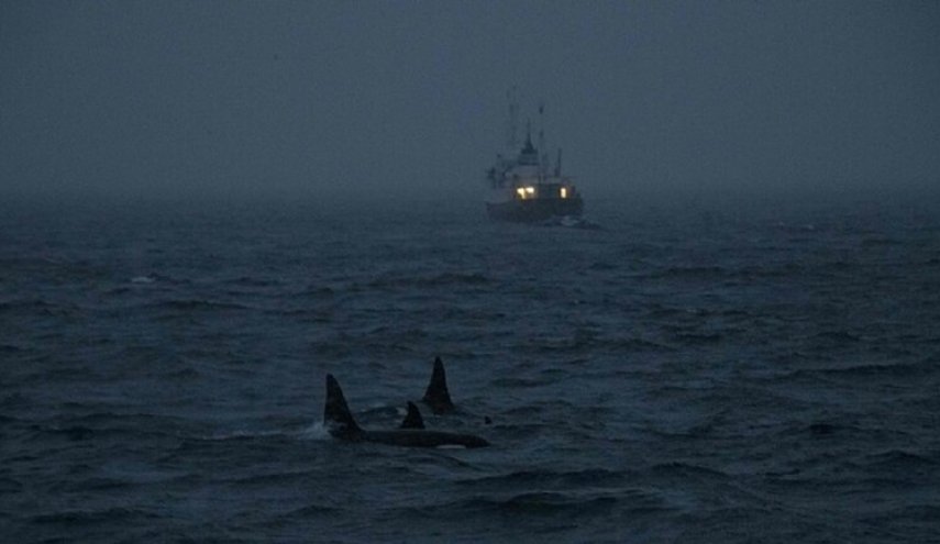 الجزائر توضح ظهور حيتان الأوركا في سواحلها