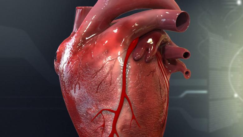 دراسة تكشف كيف يمكن لقلب الإنسان أن يصلح نفسه