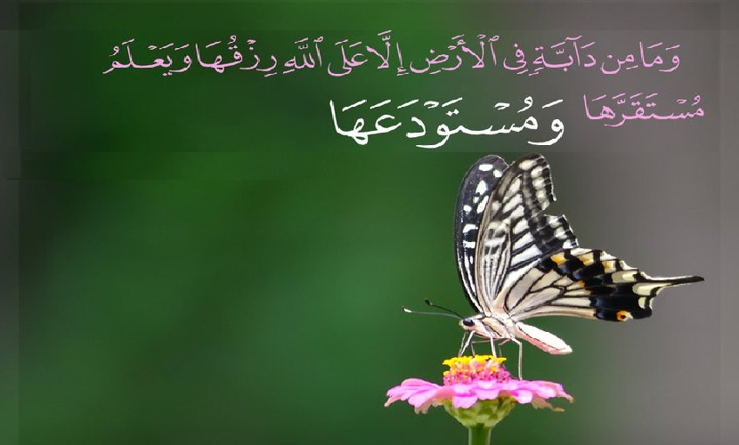 (وَمَا مِن دَابَّةٍ فِي الْأَرْضِ إِلَّا عَلَى اللَّهِ رِزْقُهَا وَيَعْلَمُ مُسْتَقَرَّهَا وَمُسْتَوْدَعَهَا،...) (سورة هود:6)