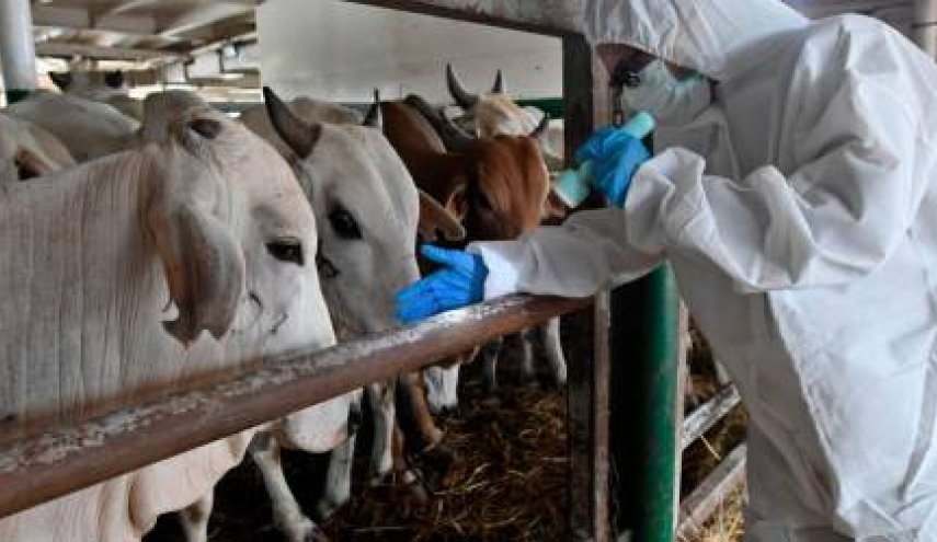  اندونيسيا... مرض خطير يلقي بظلاله على عيد الأضحى 