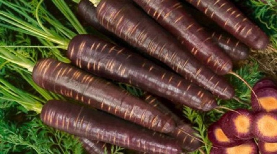 فوائد الجزر الأسود الصحية.. مقاوم للسرطان وألزهايمر