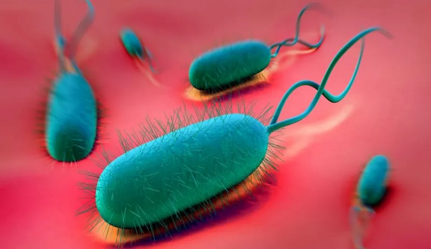 من هم الأشخاص الأكثر عرضة للإصابة بـ جرثومة المعدة؟