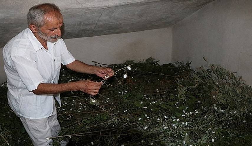 اليونسكو  تدرج  "تربية دودة القز وإنتاج الحرير" في ايران على قائمتها للتراث الثقافي