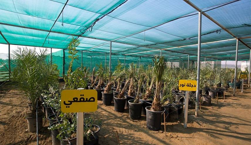العتبة الحسينية تستورد أكثر من (30000) فسيلة نادرة من النخيل