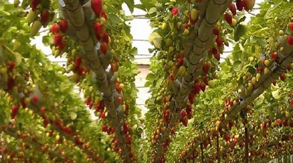 ثورة "ذكية" في زراعة البيوت البلاستيكية في ايران تزيد الانتاجية