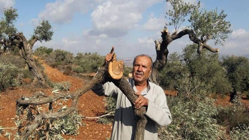 تیغ اشغال بر تنه ۵۰۰۰ ساله؛ زیتون به مثابه بزرگترین سند حضور فلسطینی