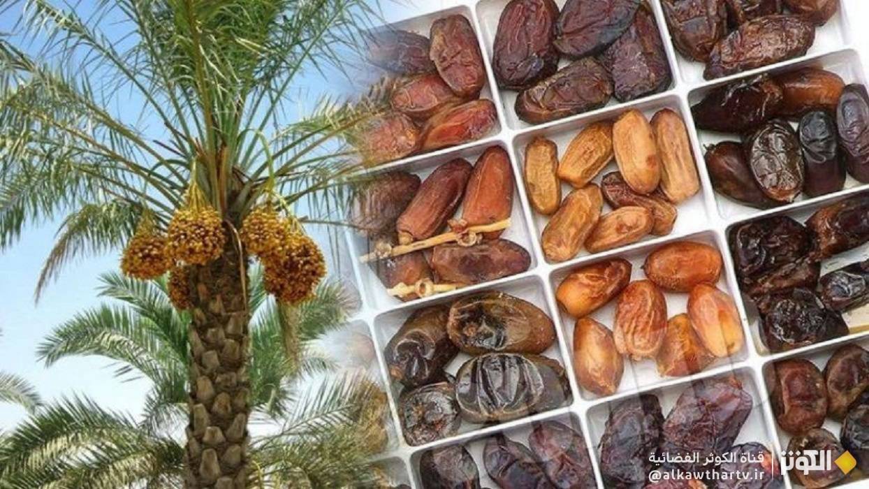 ايران اكبر مصدّر للتمور في العالم